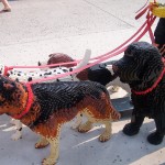 lego-dogs-orlando-2 lego-dogs-orlando-2